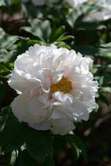 天空　ボタンの花