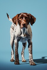 photograph of hunting dog walking towards the right in front of a light blue background
