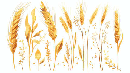 Dry wheat spikelets with ear stem and spike. Botani - obrazy, fototapety, plakaty