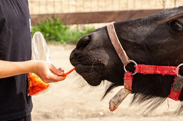 Give the horse a carrot. A horse is attracted by a juicy carrot and it stretches its neck to reach...