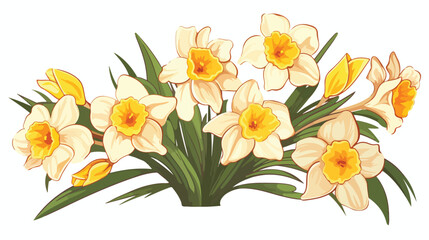 Blooming tender narcissus flowers isolated on white