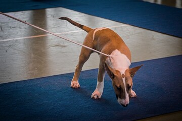 English Bull Terrier standing in a show ring at a dog show