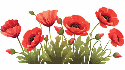 Blossomed and unblown poppy buds. Red flowers with