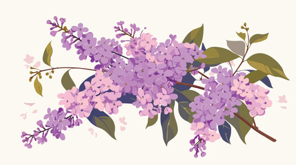 Blossomed lilac bouquet. Purple Syringa branches re