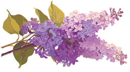 Blossomed lilac bouquet. Purple Syringa branches re