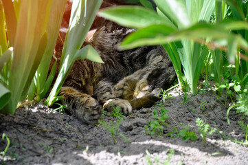 A gray domestic cat sleeps in a flowerbed in flowers.