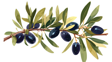 Botanical drawing of olive or Olea Europaea tree br