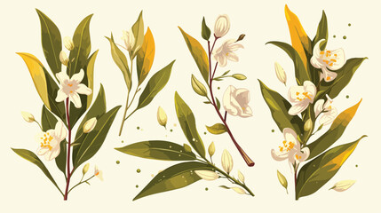 Elegant botanical drawing of vanilla plant branch w