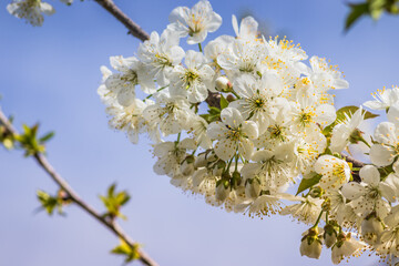 Bright white cherry blossoms. Cherry blossom in spring for background or copy space for text. Spring banner, branches of cherry blossoms against the blue sky in nature outdoors.