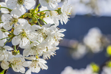Bright white cherry blossoms. Cherry blossom in spring for background or copy space for text. Spring banner, branches of cherry blossoms against the blue sky in nature outdoors.