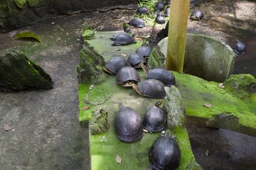 Tortoises resting on a rock near the pond