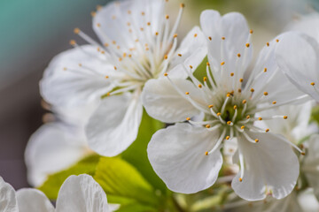 Close up of beautiful white flowers of fruit tree against blurred background on sunny spring day, selective focus. Spring background with fruits tree blooming.