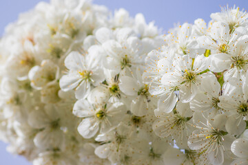 Bright white cherry blossoms. Cherry blossom in spring for background or copy space for text. Spring banner, branches of cherry blossoms against the blue sky in nature outdoors.
