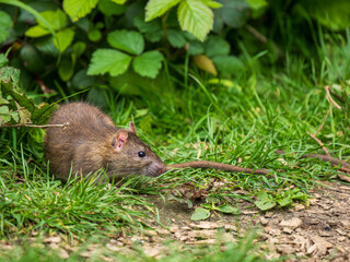 Naklejka na ściany i meble A Brown Rat Feeding on the Ground