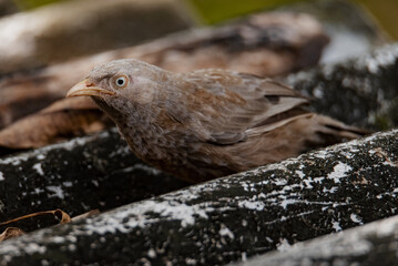 A small Sri Lankas Yellow-billed Babbler bird sitting on top of a tree branch in a natural setting.