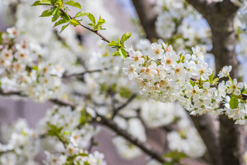 Bright white cherry blossoms. Cherry blossom in spring for background or copy space for text. Spring banner, branches of cherry blossoms against the blue sky in nature outdoors.