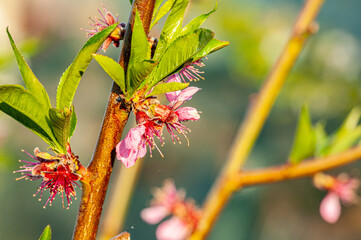 Peach tree brach full of pink blossoms covered in rain drops with copy space