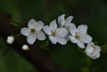 Białe kwiaty wiśni na tle ciemnego zagajnika