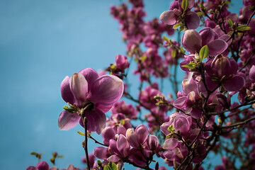 Kwitnąca na różowo magnolia na tle błękitnego, bezchmurnego nieba - obrazy, fototapety, plakaty