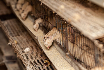 White quail in a cage close-up. Quail Farm