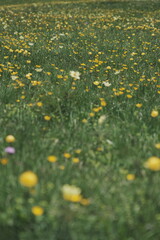 field of yellow flowers 