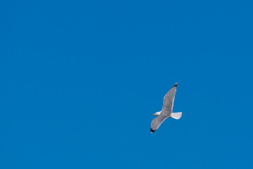 Seagull flying through the skies of the Llobregat Delta.