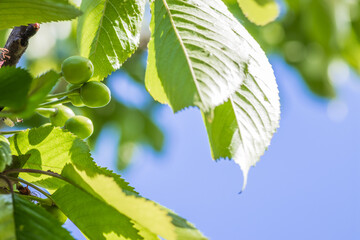 Green unripe cherry on the tree in spring. Green unripe cherry c
