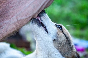 picture of a dog biting a man's hand.