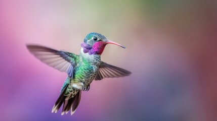 Fototapeta premium Beautiful wide-beaked colorful colibri bird flying against bokeh background