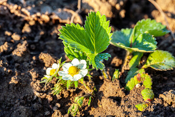 Photography on theme beautiful berry branch strawberry bush with natural leaves, photo consisting of berry branch strawberry bush outdoors in rural, floral berry branch strawberry bush in big garden