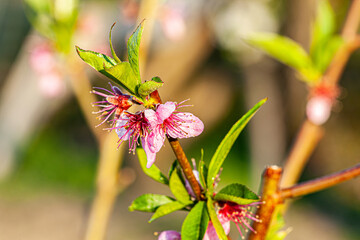 Pink Peach Flowers Blooming on Peach Tree in Blue Sky Background, selective focus
