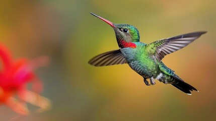 Fototapeta premium Beautiful wide-beaked colorful colibri bird flying against bokeh background