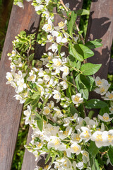 blooming jasmine in the garden in spring
