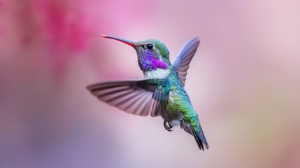 Fototapeta premium Beautiful wide-beaked colorful colibri bird flying against bokeh background