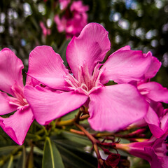 Bright pink oleander flowers closeup. Light and strong bokeh form bubbles in the natural background.