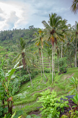 De Tegalalang rijstterrassen is een vallei van rijstvelden, gelegen ten noorden van Ubud,
