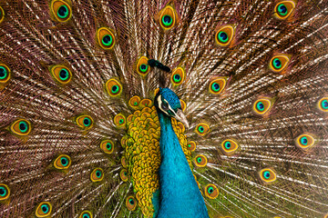 A beautiful Peacock closeup with its Feathers open
