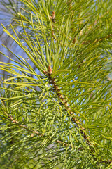Young pine branches with buds, close-up. Pine needles. Vertical frame. Natural green background. 