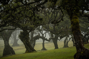 Century old Laurissilva trees in mystical foggy Fanal Forest in Madera Island, Portugal