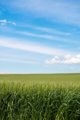 緑のムギ畑と青空
