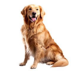 A loyal golden retriever sitting patiently, looking friendly and approachable, on a transparent background