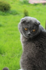 a grey british cat with golden eyes sitting in the garden in the village on green grass
