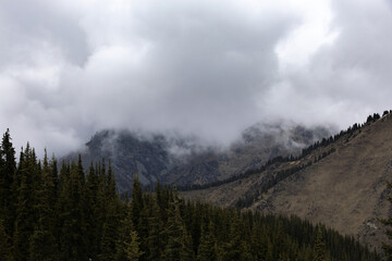 misty pine forest in the mountains in winter, Almaty, Kazakhstan, Alatau Mountains