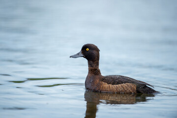 Tufted duck tooth swimming on the pond. Cute brown diving water bird. Bird in wildlife.