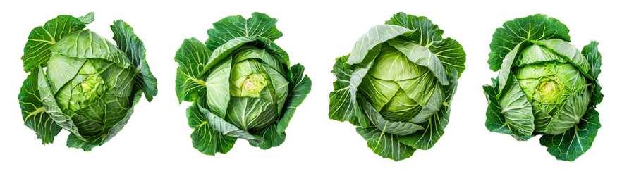 Set of cabbage isolated on transparent background