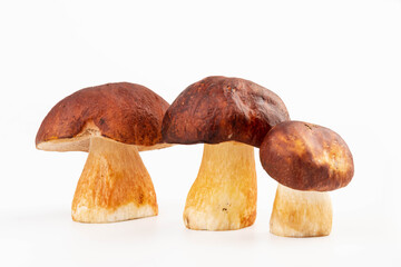 Bay bolete. Edible mushrooms (Boletus badius) isolated on white background with clipping path. Package design element. Wild forest mushrooms