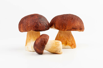 Bay bolete. Edible mushrooms (Boletus badius) isolated on white background with clipping path. Package design element. Wild forest mushrooms