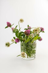 Red clover on white background in close up. Red clover is a clowering plant used in traditional medicine.