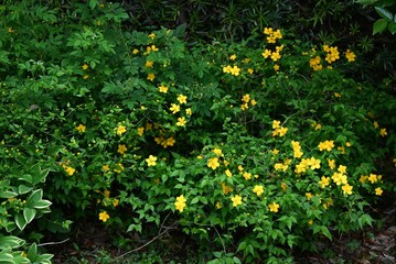 Japanese kerria ( Kerria japonica ) flowers. Rosaceae deciduous shrub. Yellow flowers bloom from...