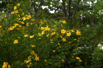 Fototapeta premium Japanese kerria ( Kerria japonica ) flowers. Rosaceae deciduous shrub. Yellow flowers bloom from April to May.